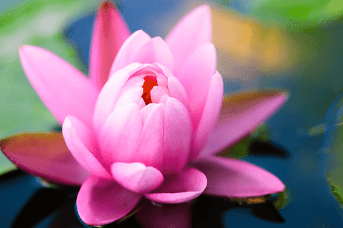 CANVAS PRINT BEAUTIFUL PINK FLOWER ON A LAKE - PICTURES FLOWERS - PICTURES