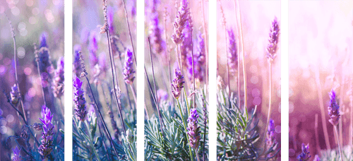 5-PIECE CANVAS PRINT MAGICAL LAVENDER FLOWERS - PICTURES FLOWERS - PICTURES