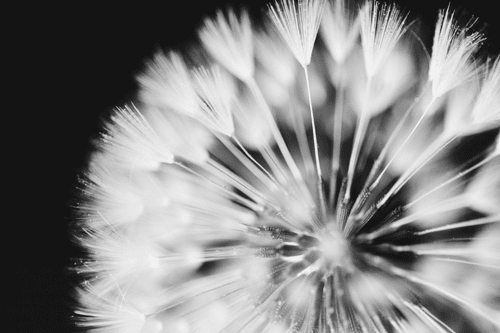 CANVAS PRINT DANDELION IN BLACK AND WHITE - BLACK AND WHITE PICTURES - PICTURES