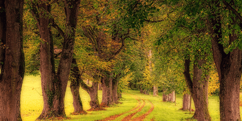 CANVAS PRINT TRAIL THROUGH THE AUTUMN FOREST - PICTURES OF NATURE AND LANDSCAPE - PICTURES