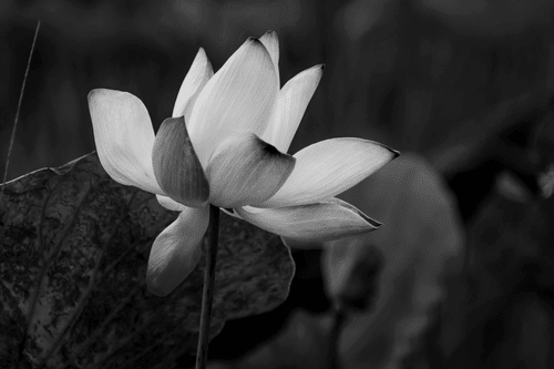 WANDBILD ZARTE LOTOSBLÜTE IN SCHWARZ-WEISS - SCHWARZ-WEISSE BILDER - BILDER