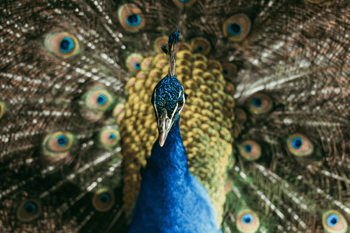 CANVAS PRINT PEACOCK IN BEAUTIFUL COLORING - PICTURES OF ANIMALS - PICTURES