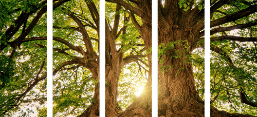 5-PIECE CANVAS PRINT MAJESTIC TREES - PICTURES OF NATURE AND LANDSCAPE - PICTURES