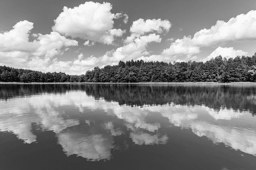 WANDBILD NATUR IM SOMMER IN SCHWARZ-WEISS - SCHWARZ-WEISSE BILDER - BILDER