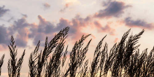 CANVAS PRINT GRASS AT SUNSET - PICTURES OF NATURE AND LANDSCAPE - PICTURES