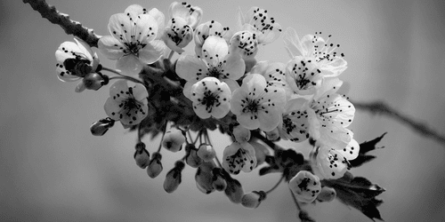 CANVAS PRINT BLOSSOMING CHERRY BRANCH IN BLACK AND WHITE - BLACK AND WHITE PICTURES - PICTURES