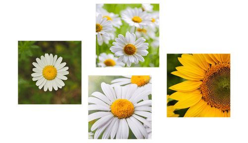 CANVAS PRINT SET MEADOW FLOWERS - SET OF PICTURES - PICTURES