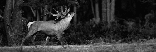 WANDBILD MAJESTÄTISCHER HIRSCH IN SCHWARZ-WEISS - SCHWARZ-WEISSE BILDER - BILDER