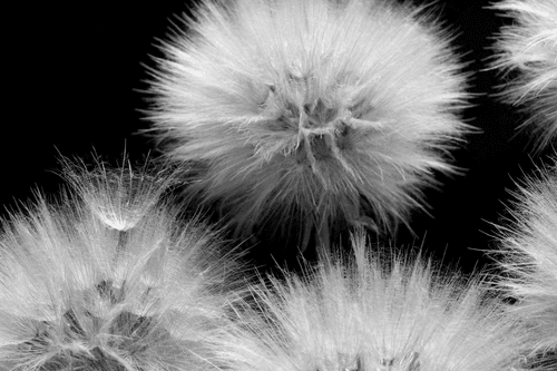 CANVAS PRINT BLACK AND WHITE DANDELION - BLACK AND WHITE PICTURES - PICTURES