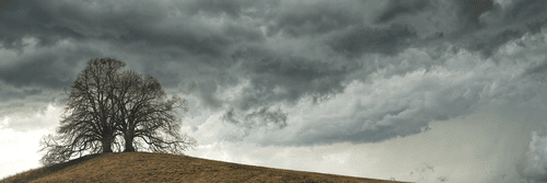 QUADRO DI ALBERI SOLITARI - QUADRI DI NATURA E PAESAGGIO - QUADRI