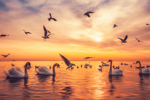 WANDBILD SCHWÄNE AUF DEM MEER - BILDER TIERE - BILDER