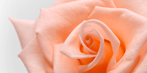 CANVAS PRINT PEACH ROSE - PICTURES FLOWERS - PICTURES