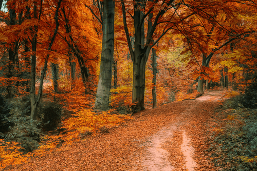 CANVAS PRINT FOREST IN AUTUMN - PICTURES OF NATURE AND LANDSCAPE - PICTURES