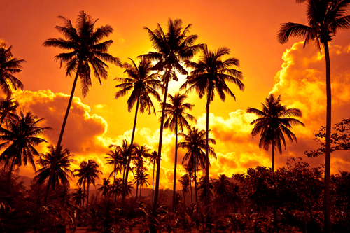 CANVAS PRINT OF COCONUT PALMS ON THE BEACH - PICTURES OF NATURE AND LANDSCAPE - PICTURES