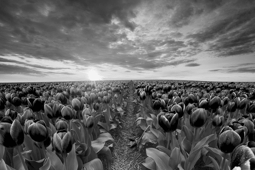 CANVAS PRINT SUNRISE OVER A MEADOW WITH TULIPS IN BLACK AND WHITE - BLACK AND WHITE PICTURES - PICTURES