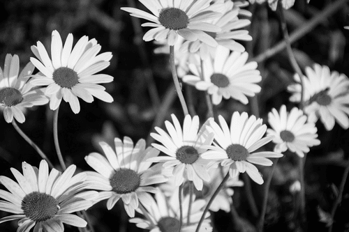 IMPRESSION SUR TOILE MARGUERITES DANS UN JARDIN EN NOIR ET BLANC - IMPRESSIONS SUR TOILE NOIR ET BLANC - IMPRESSION SUR TOILE