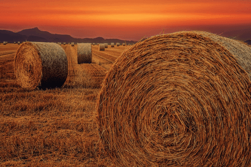 CANVAS PRINT HAY BALES - PICTURES OF NATURE AND LANDSCAPE - PICTURES