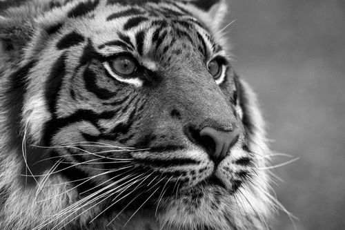 WANDBILD BENGAL-TIGER IN SCHWARZ-WEISS - SCHWARZ-WEISSE BILDER - BILDER