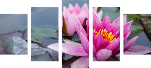 5-PIECE CANVAS PRINT PINK LOTUS FLOWER - PICTURES FLOWERS - PICTURES