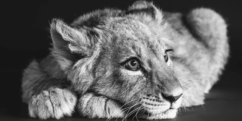 CANVAS PRINT OF A CUTE LION IN BLACK AND WHITE - BLACK AND WHITE PICTURES - PICTURES