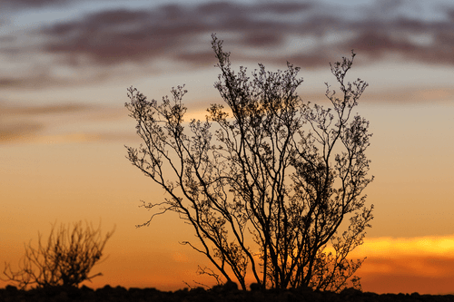 TABLEAU SUR TOILE – BRINDILLES AU COUCHER DU SOLEIL - TABLEAUX DE LA NATURE ET DES PAYSAGES - TABLEAUX