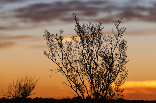 CANVAS PRINT TREE BRANCHES IN THE SUNSET - PICTURES OF NATURE AND LANDSCAPE - PICTURES