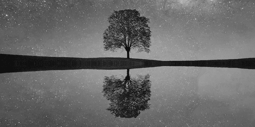 CANVAS PRINT STARRY SKY ABOVE A LONELY TREE IN BLACK AND WHITE - BLACK AND WHITE PICTURES - PICTURES