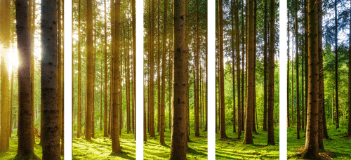 5-PIECE CANVAS PRINT MORNING IN THE FOREST - PICTURES OF NATURE AND LANDSCAPE - PICTURES