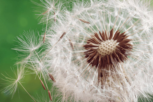 WANDBILD LÖWENZAHNSAMEN - BILDER BLUMEN - BILDER