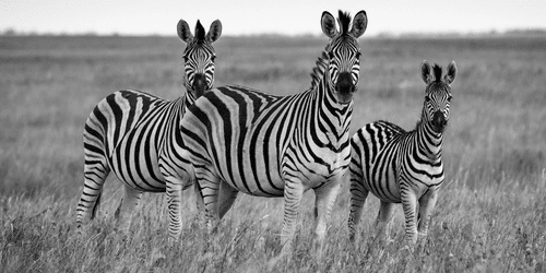 QUADRO DI TRE ZEBRE NELLA SAVANA IN BIANCO E NERO - QUADRI BIANCO E NERO - QUADRI