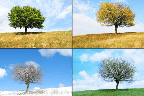 QUADRO ALBERO NELLE VARIE STAGIONI - QUADRI DI NATURA E PAESAGGIO - QUADRI