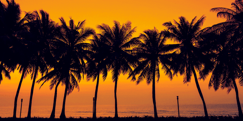 CANVAS PRINT SUNSET OVER PALM TREES - PICTURES OF NATURE AND LANDSCAPE - PICTURES