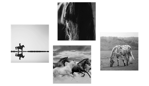 CANVAS PRINT SET FOR HORSE LOVERS IN BLACK AND WHITE - SET OF PICTURES - PICTURES