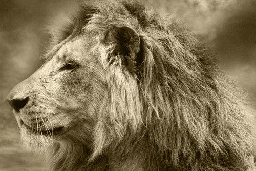 WANDBILD AFRIKANISCHER LÖWE IN SEPIA - SCHWARZ-WEISSE BILDER - BILDER