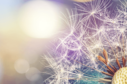 CANVAS PRINT DETAILED VIEW OF A DANDELION - PICTURES FLOWERS - PICTURES