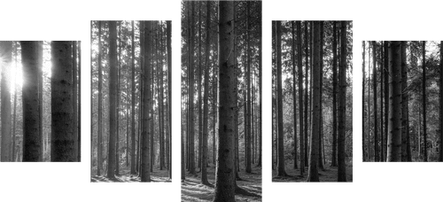 5-PIECE CANVAS PRINT MORNING IN THE FOREST IN BLACK AND WHITE - BLACK AND WHITE PICTURES - PICTURES