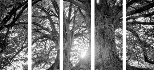 5-PIECE CANVAS PRINT BLACK AND WHITE MAJESTIC TREES - BLACK AND WHITE PICTURES - PICTURES