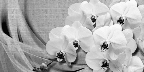 CANVAS PRINT ORCHID ON A CANVAS IN BLACK AND WHITE - BLACK AND WHITE PICTURES - PICTURES