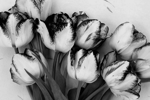 CANVAS PRINT SPRING TULIPS IN BLACK AND WHITE - BLACK AND WHITE PICTURES - PICTURES