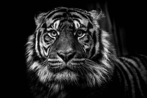 CANVAS PRINT TIGER IN BLACK AND WHITE - BLACK AND WHITE PICTURES - PICTURES