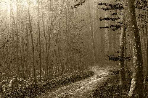 WANDBILD WEG IN DEN WALD IN SEPIA - BILDER VON NATUR UND LANDSCHAFT - BILDER