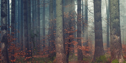 WANDBILD GEHEIMNIS DES WALDES - BILDER VON NATUR UND LANDSCHAFT - BILDER