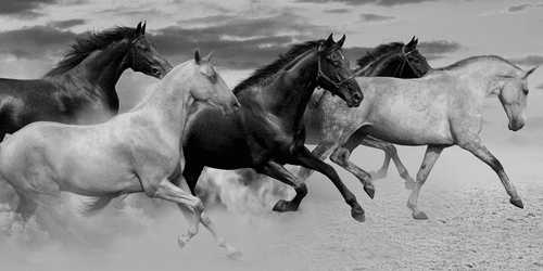 QUADRO DI UNA MANDRIA DI CAVALLI NELLA SAVANA - QUADRI BIANCO E NERO - QUADRI