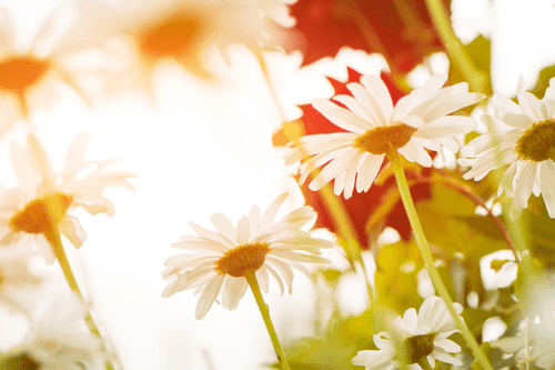 WANDBILD BEZAUBERNDE GÄNSEBLÜMCHEN - BILDER BLUMEN - BILDER