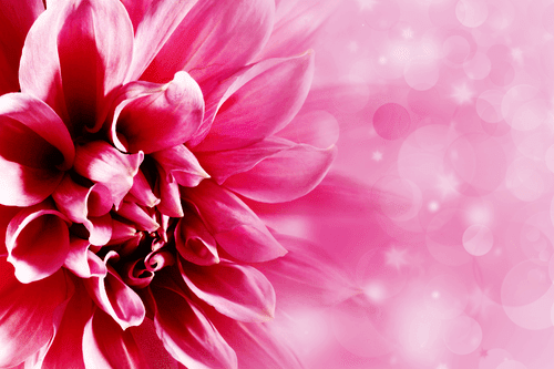 CANVAS PRINT PINK FLOWER - PICTURES FLOWERS - PICTURES