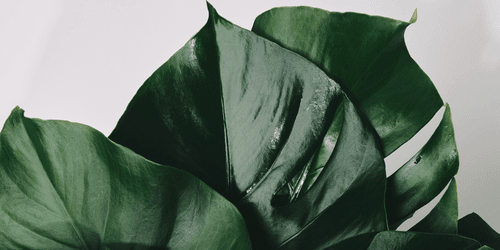 CANVAS PRINT MONSTERA LEAF - STILL LIFE PICTURES - PICTURES