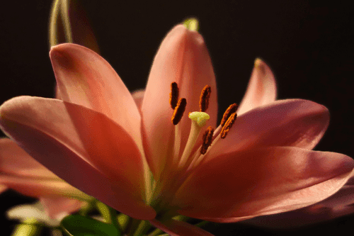 CANVAS PRINT BEAUTIFUL PINK LILY ON A BLACK BACKGROUND - PICTURES FLOWERS - PICTURES