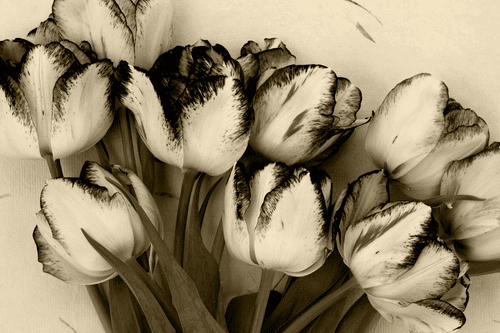 CANVAS PRINT SPRING TULIPS IN SEPIA - BLACK AND WHITE PICTURES - PICTURES