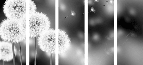 5-PIECE CANVAS PRINT FLUFFY DANDELION IN BLACK AND WHITE - BLACK AND WHITE PICTURES - PICTURES