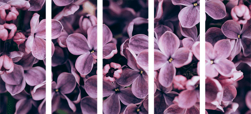 5-TEILIGES WANDBILD LILA FLIEDERBLÜTEN - BILDER BLUMEN - BILDER